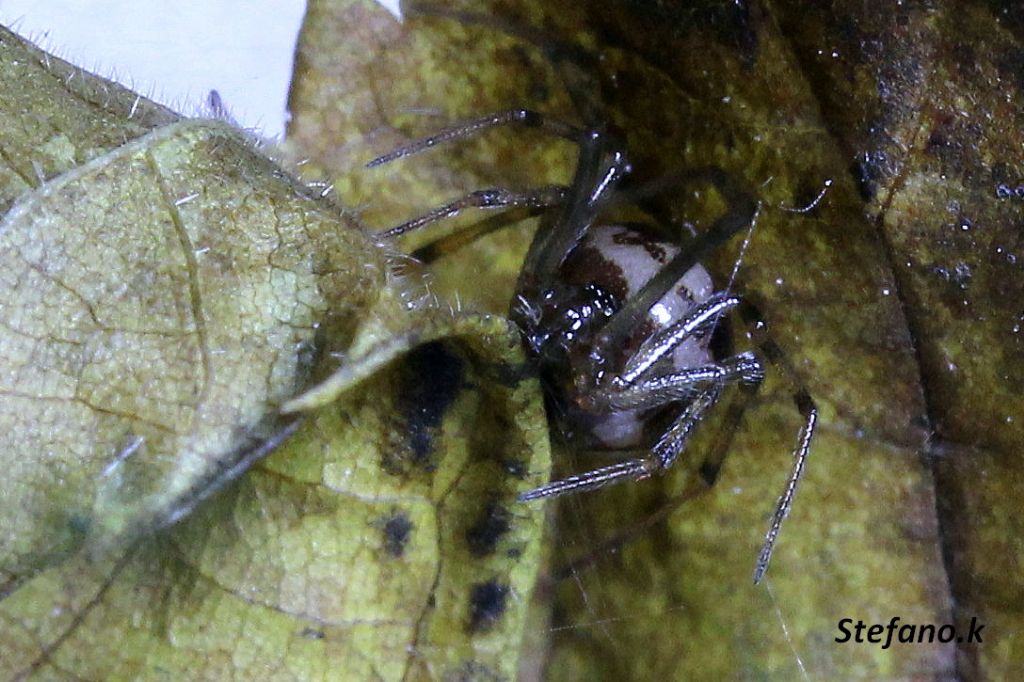 Steatoda triangulosa - Trieste (TS)